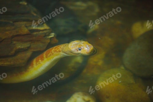 Preview: Homalopsis buccata (puff-faced water snake ) in water