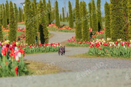 Preview: Adorable French bulldog in a colorful field of tulips with vibrant hues Dressed dog Dog clothes