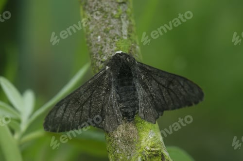 Preview: Peppered Moth (Biston betularia) on a tree branch in closeup
