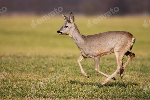 Preview: Disturbed roe deer female running on green farmland in springtime