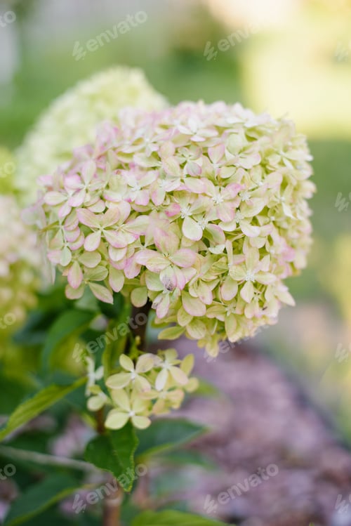 Preview: Hydrangea Pixio in First Hints of Pink Hue
