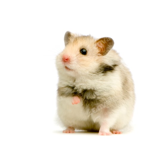 Vorschau: Hamster