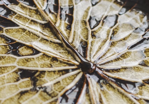 Preview: Texture ceramic light leaf streaks dragonfly