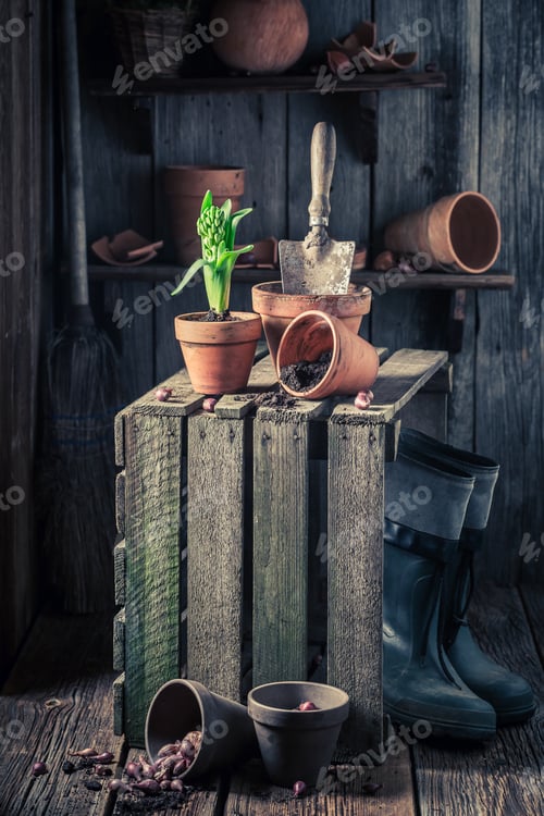 Preview: Spring flowers and red pots in wooden shed