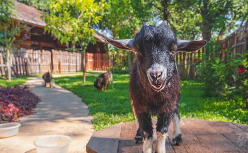 Preview: Young cute black dwarf goat looking at camera while standing on wooden table in countryside farm