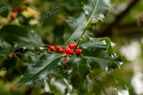 Preview: Holly tree