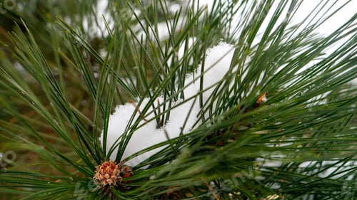 Preview: Closeup of snow flakes slowly falling on fir tree branch in winter forest