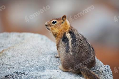 Preview: Chipmunk