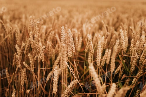 Preview: Wheat field