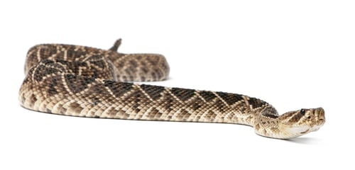 Preview: eastern diamondback rattlesnake - Crotalus adamanteus , poisonous, white background