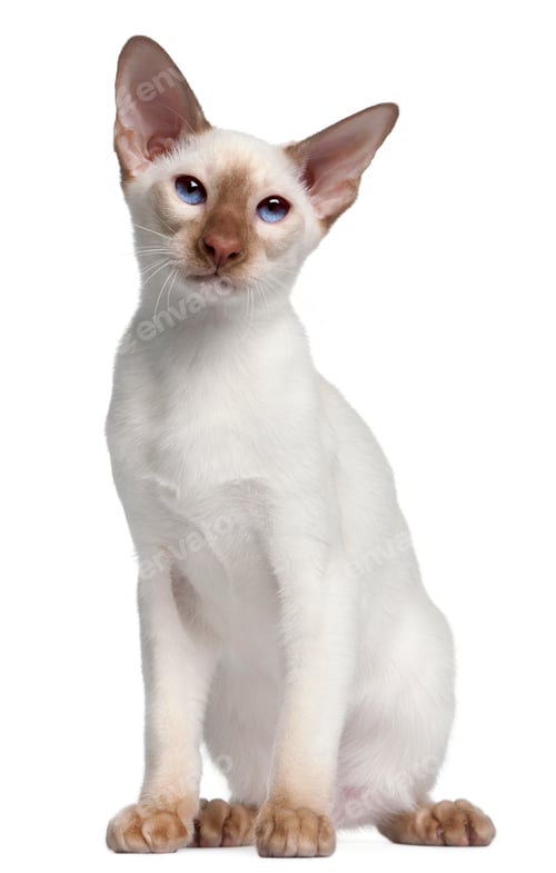 Preview: Siamese kitten, 5 months old, in front of white background