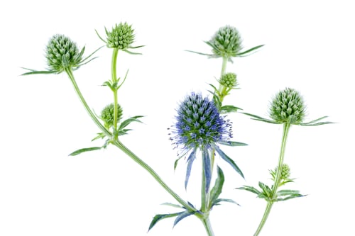 Preview: Blue eryngo flower isolated on white background