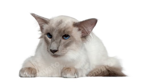 Preview: Balinese, 1 year old, lying in front of white background