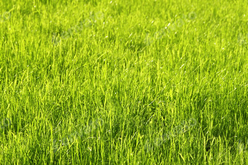 Preview: Green sunny grass background