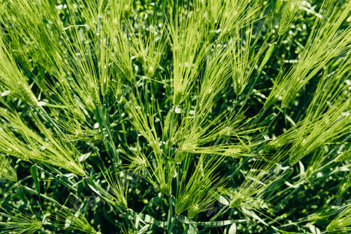 Preview: Beautiful green Barley growing in field, rural scenery. Finland