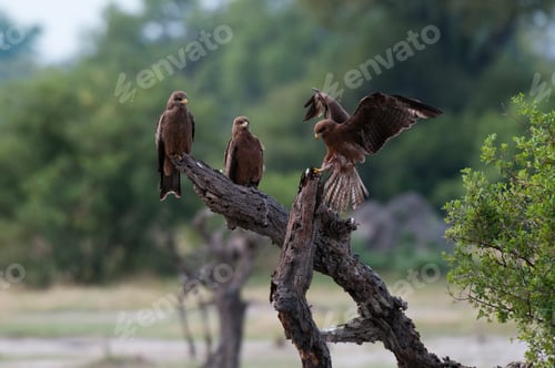 Preview: A trio of birds perched on a branched tree, one spreading its wings.
