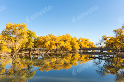 Preview: golden euphrates poplar forests in ejina