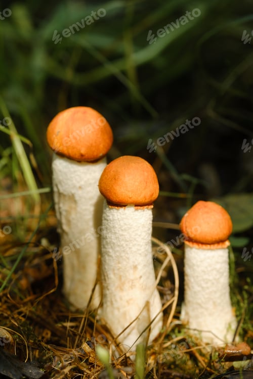 Preview: there are a lot of wild mushrooms of aspen and mosses lying in a bucket. Mushrooms in the forest.