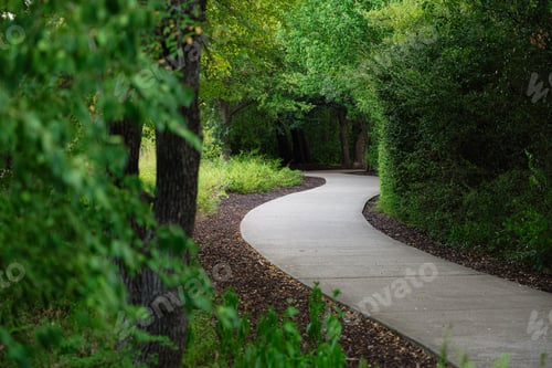 Preview: Winding Pathway Through Lush Forest