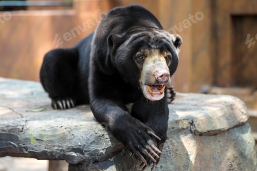 Preview: Asian Sun Bear or Honey Bear Relax on a Rock