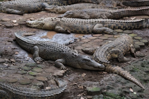 Preview: Group of Crocodile