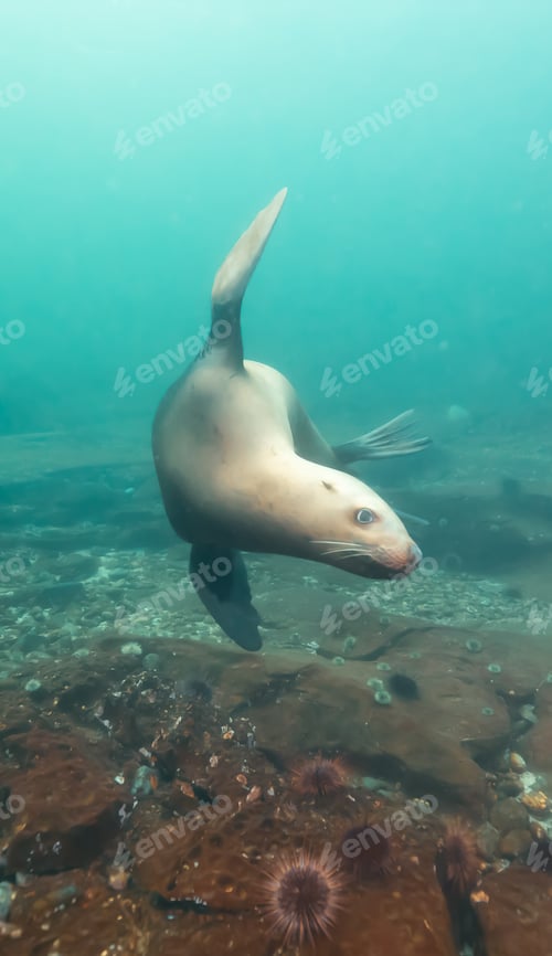 Preview: Sea Lion Swimming Underwater in the Pacific Ocean on the West Coast.