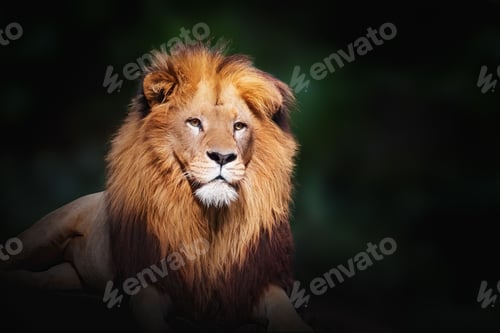 Preview: Southwest African Lion (Panthera leo bleyenberghi) - Angola Lion