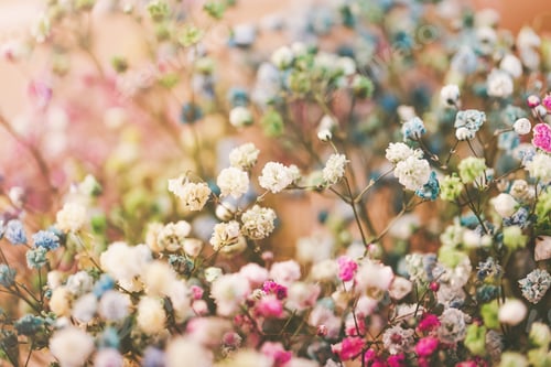 Preview: Multicolored gypsophila flowers. Floral background, macro petals