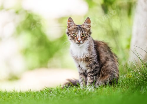 Preview: Beautiful tabby cat sitting on the green grass. Domostic cat in the garden
