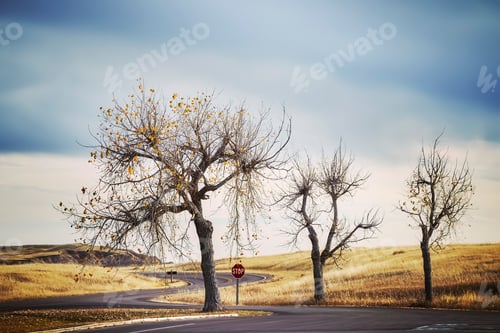 Preview: Three trees by a road and stop sign, retro stylized travel pictu