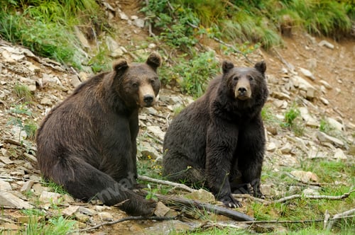 Preview: Brown bear (Ursus arctos) in nature