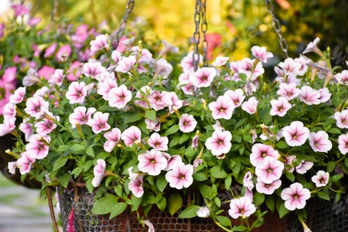 Preview: Flower in garden