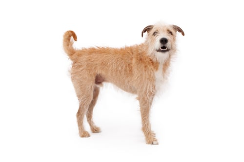 Preview: Mixed Breed Scruffy Dog Standing