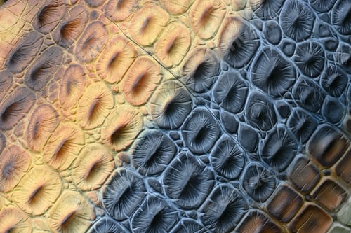 Preview: Reconstruction of flaked skin of prehistoric dinosaur