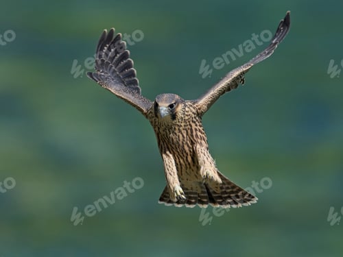 Preview: Peregrine falcon (Falco peregrinus)