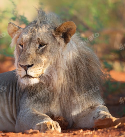 Preview: A Best wildlife vacations in Pictures