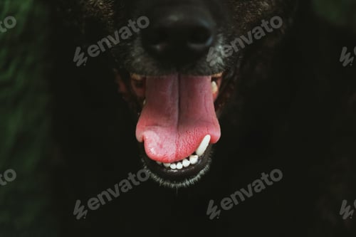 Preview: Dogs teeth