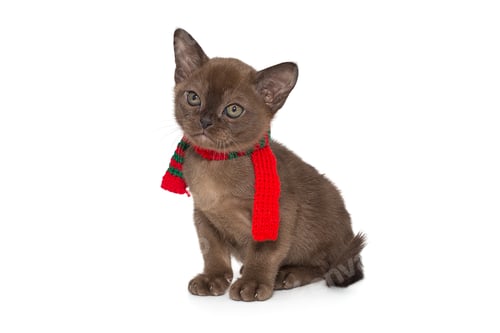 Preview: Small chocolate color kitten in a warm red scarf