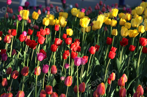 Preview: Bright tulips lit by the sun