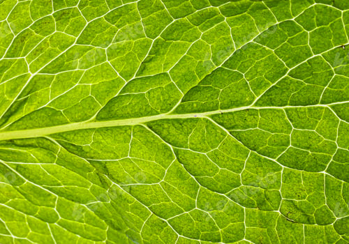 Preview: Mint leaf