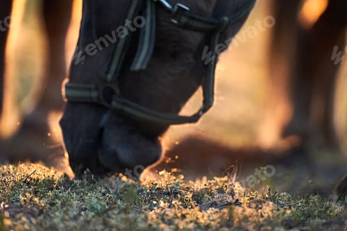 Preview: Closeup of a horse grazing in the field at sunrise