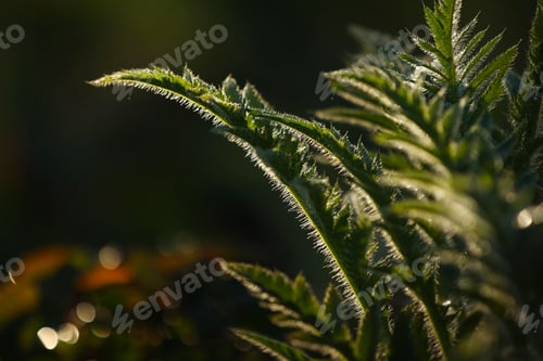 Preview: fresh green leaves with water drops. Green flowers in summer morning raindrops. Sun rays break