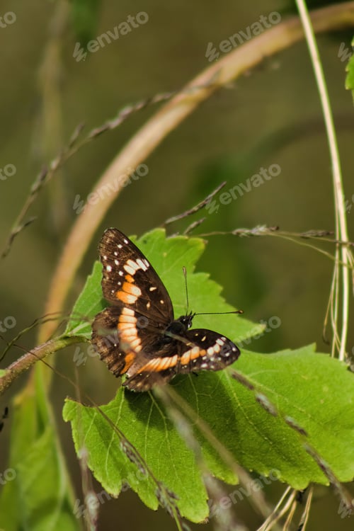 Preview: Butterfly on a yellow flower. Butterfly on a flower.