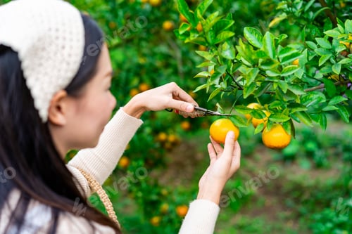 Preview: Farmer hand harvesting the orange fields
