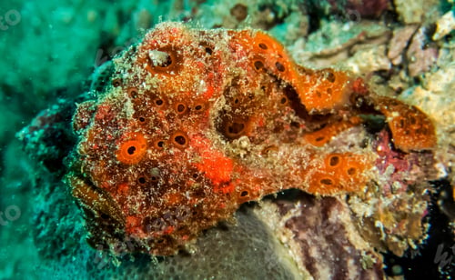 Preview: Amazing underwater world, Underwater world scene.