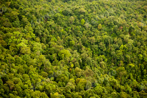 Preview: Forest Canopy Aerial Landscape
