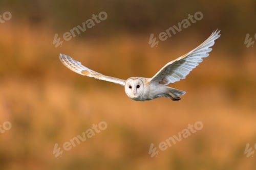 Preview: Barn owl in flight against autumn backdrop.