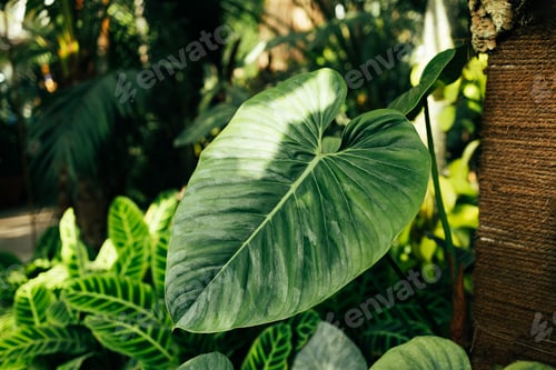 Preview: Nature garden with exotic evergreen plants in greenhouse with natural sunlight