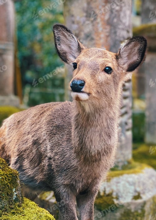 Vista previa: A deer