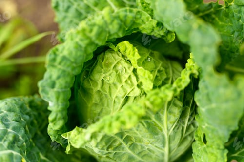 Preview: head of fresh honest white cabbage grows in the garden. water drops on leaves